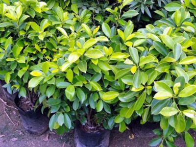 Ficus 'Westland'