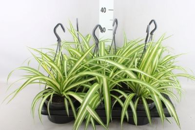 Chlorophytum Comosum - Spider Plant Hanging Basket