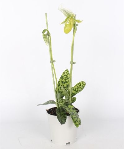 Paphiopedilum maudiae - Slipper Orchid