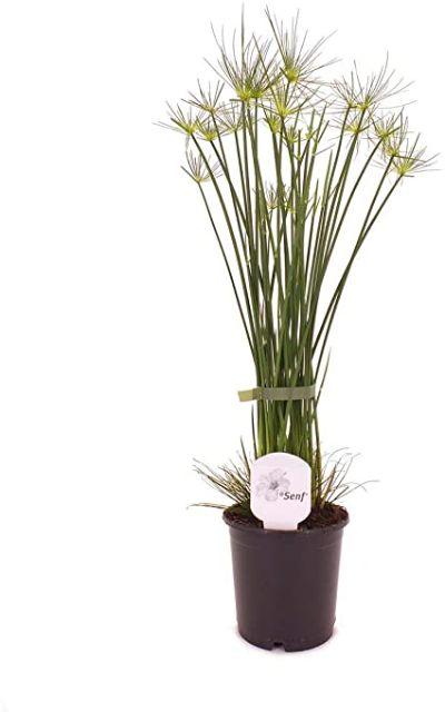 Cyperus haspan - Dwarf Papyrus