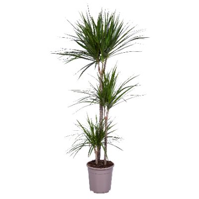 Dracaena marginata, Assorted