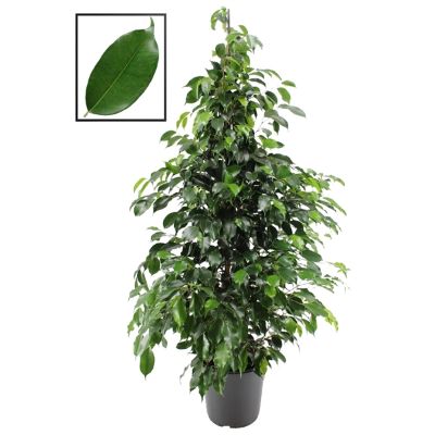 Ficus Benja Danielle 10.5p
