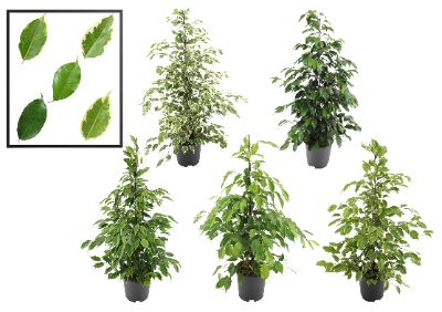 Ficus Benjamina - Assorted Ficus benjamina