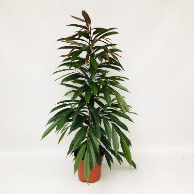 Ficus binnendijkii 'Amstel King'