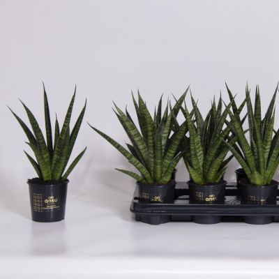 Sansevieria 'Cosmet Queen Marble'