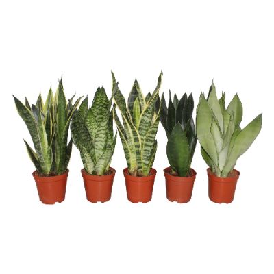 Sansevieria trifasciata 'Golden Flame'