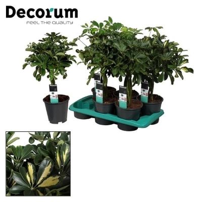 Schefflera arboricola 'Gold Capella'