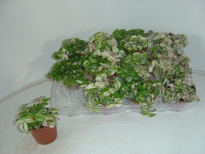 Tradescantia spp- Wandering Jew Mix