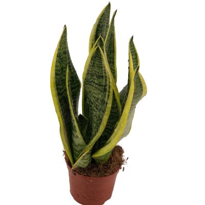 Sansevieria, Assorted - Snake Plant, Mother-in-Law Tongue