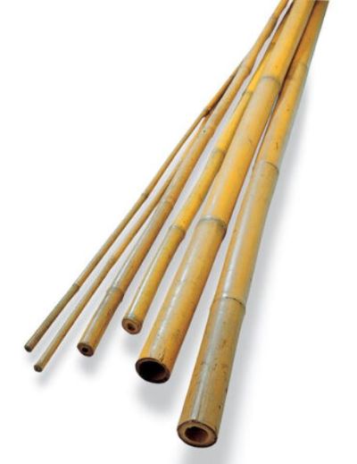 Bamboo Stakes 4ft.