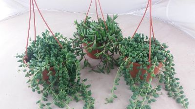 Senecio spp - Assorted Senecio