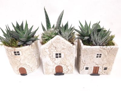 Succulent Arrangement - House