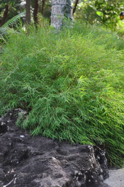 Pogonatherum crinitum - Bamboo Grass