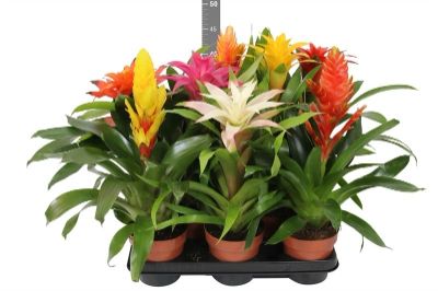 Bromelia Mix
