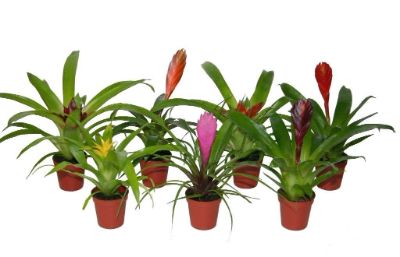 Bromelia Spp. Mix