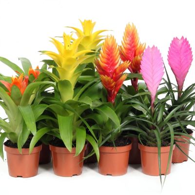 Bromelia Spp. Mix