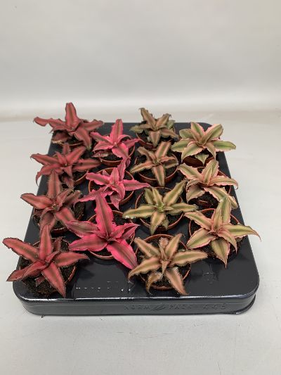 Cryptanthus Mix