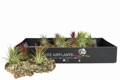 Tillandsia dyeriana - Air Plant