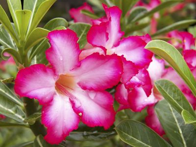 Adenium obesum - Desert Rose