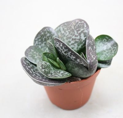 Adromischus maculatus - Calico Hearts