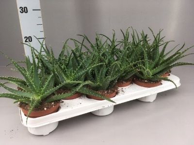 Aloe arborescens - Candelabra aloe