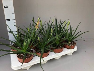 Aloe 'Safari Sunrise'