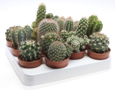 Cactus Flowering Mix