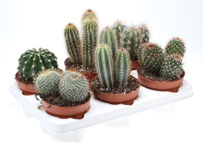 Cactus Mix