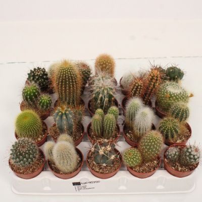 Cactus Mix