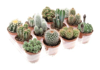 Cactus Mix