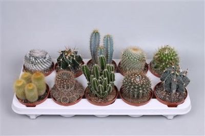 Cactus Mix