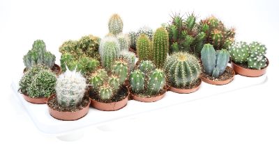 Cactus Mix