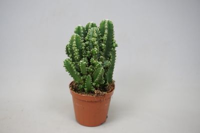 Cereus spp.