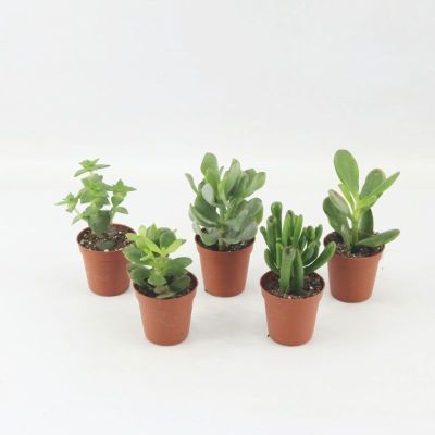 Crassula spp. - Crassula mix