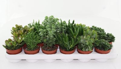 Crassula spp. - Crassula mix