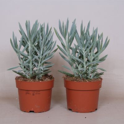 Curio ficoides syn. Senecio ficoides -Skyscraper Senecio