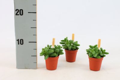 Delosperma echinatum - Pickle Plant