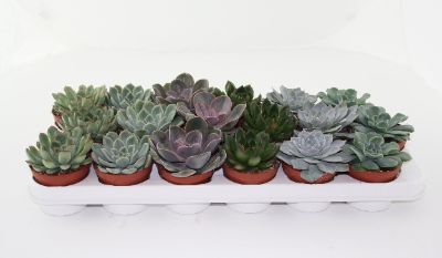Echeveria Mix