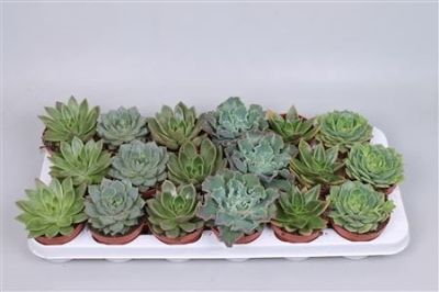 Echeveria Mix