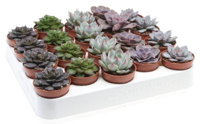 Echeveria Mix