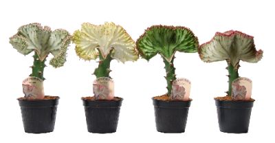 Euphorbia lactea 'Cristata' - Elkhorn