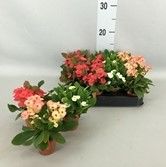 Euphorbia milii Mix