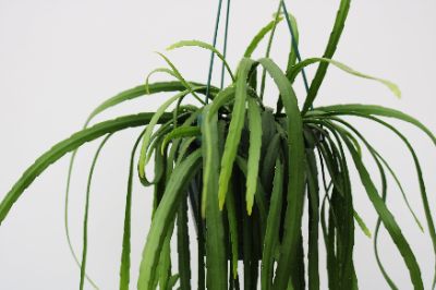 Lepismium bolivianum