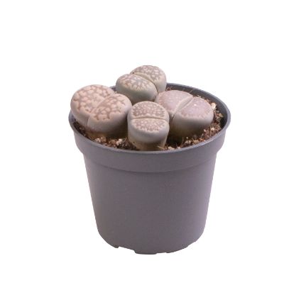 Lithops spp.