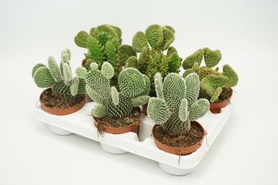 Opuntia spp. - Prickly pear