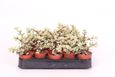 Portulacaria spp. Mix