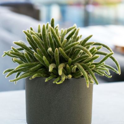 Rhipsalis baccifera subsp. horrida - Mouse Tail Cactus