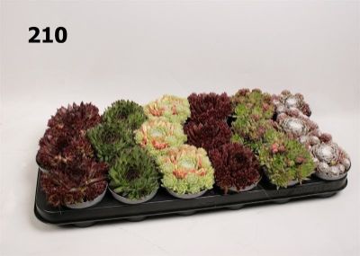 Sempervivum spp. Mix