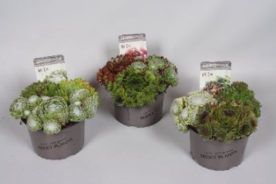 Sempervivum spp. Mix