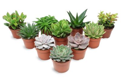 Succulent Mix